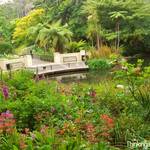 The Duck Pond Wellinton Botanic Gardens, NZ