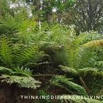 Fern Plantin the Wellington Botanic Gardens NZ