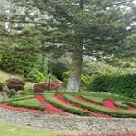 Tree in the Wellington Botanic Gardens NZ