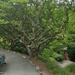 Tree in Wellington Botanic Gardens NZ